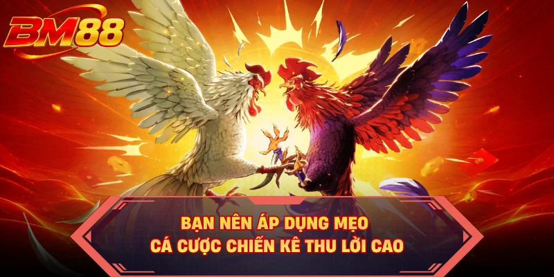 Bạn nên áp dụng mẹo cá cược chiến kê thu lời cao