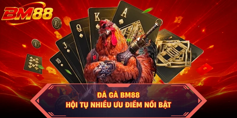 Đá gà BM88 hội tụ nhiều ưu điểm nổi bật