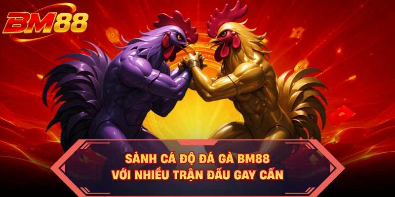 Sảnh cá độ đá gà BM88 với nhiều trận đấu gay cấn